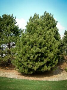 Сосна Чёрная (Pinus Nigra) купить по цене от 270.00р. в интернет-магазине «Посадика» с доставкой почтой в в Пестовое и по всей России – [изображение №1].