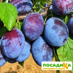 Слива Чачакская ранняя купить по цене от 229.00р. в интернет-магазине «Посадика» с доставкой почтой в в Пестовое и по всей России – [изображение №1].