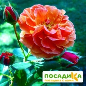 Роза Арабия купить по цене от 350.00р. в интернет-магазине «Посадика» с доставкой почтой в в Пестовое и по всей России – [изображение №1].