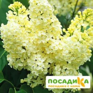 Сирень Примроуз (Primrose) купить по цене от 529.00р. в интернет-магазине «Посадика» с доставкой почтой в в Пестовое и по всей России – [изображение №1].