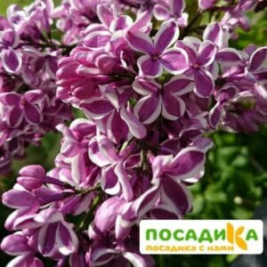 Сирень Сенсация купить по цене от 529.00р. в интернет-магазине «Посадика» с доставкой почтой в в Пестовое и по всей России – [изображение №1].