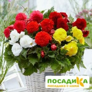 Бегония Фимбриата купить по цене от 235р. в интернет-магазине «Посадика» с доставкой почтой в в Пестовое и по всей России – [изображение №1].