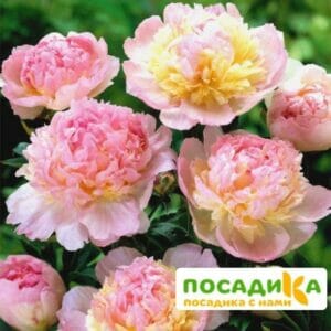 Пион Распберри Сандей (Paeonia Raspberry Sundae) купить по цене от 959р. в интернет-магазине «Посадика» с доставкой почтой в в Пестовое и по всей России – [изображение №1].