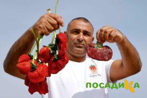 Клубника Гигант Джорнея купить по цене от 266р. в интернет-магазине «Посадика» с доставкой почтой в в Пестовое и по всей России – [изображение №1].