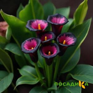 Калла Аура Лейс купить по цене от 400р. в интернет-магазине «Посадика» с доставкой почтой в в Пестовое и по всей России – [изображение №1].