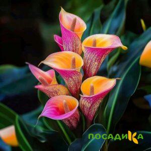Калла Оникс купить по цене от 450р. в интернет-магазине «Посадика» с доставкой почтой в в Пестовое и по всей России – [изображение №1].