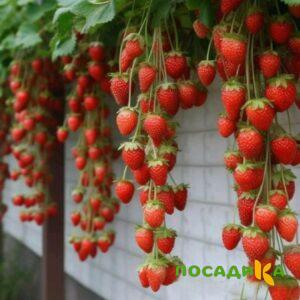 Клубника вьющаяся Комплимент купить по цене от 470р. в интернет-магазине «Посадика» с доставкой почтой в в Пестовое и по всей России – [изображение №1].