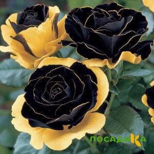 Роза Ханни Сикл купить по цене от 700р. в интернет-магазине «Посадика» с доставкой почтой в в Пестовое и по всей России – [изображение №1].