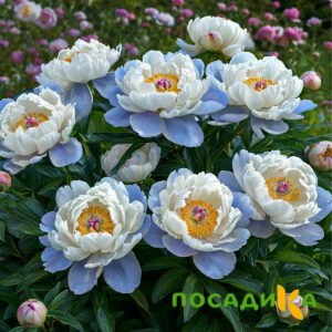 Пион акварельный Этюд купить по цене от 806р. в интернет-магазине «Посадика» с доставкой почтой в в Пестовое и по всей России – [изображение №1].