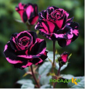 Роза Багровый Шепот купить по цене от 366р. в интернет-магазине «Посадика» с доставкой почтой в в Пестовое и по всей России – [изображение №1].