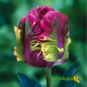 Тюльпан Экзотик Хэвен купить по цене от 186р. в интернет-магазине «Посадика» с доставкой почтой в в Пестовое и по всей России – [изображение №1].
